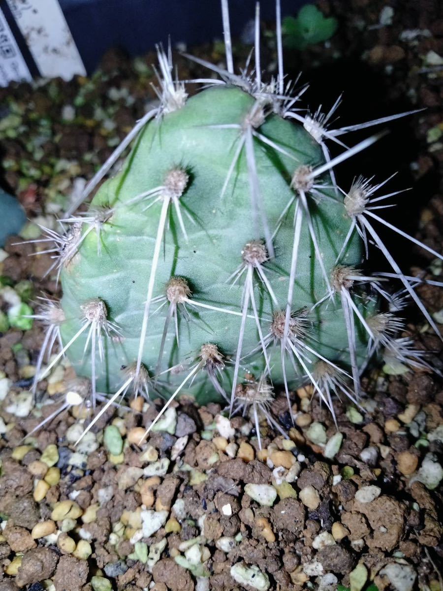 opuntia polyacantha cv.chrystaltide/ricthter オプンチア サボテン 多肉植物 ドライガーデン