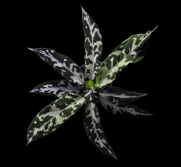 アグラオネマ ピクタム 魔法緑 Aglaonema pictum マジシャンズグリーン