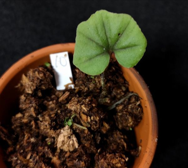  Nervilia infundibulifolia 小10 原種洋蘭 野生ラン パルダリウム 第四種郵便可(ラン)｜売買されたオークション情報、yahooの商品情報をアーカイブ公開 - オークファン ラン