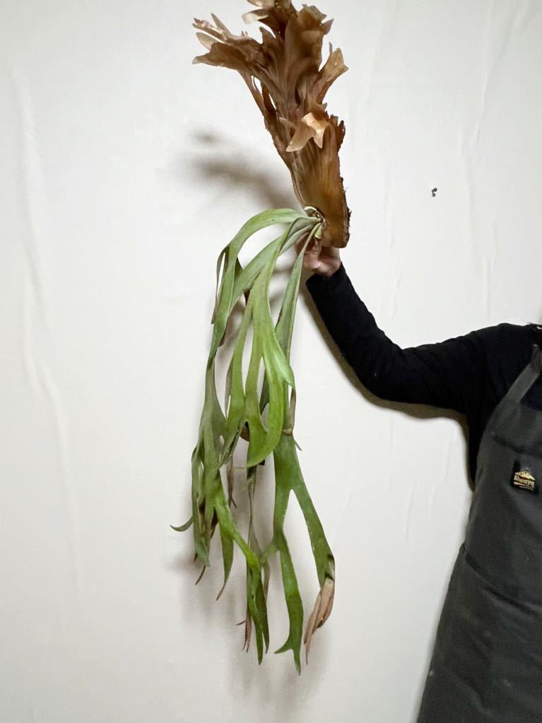 42 ワイルド祭　▽P.willinckii Wild Java▽ ウィリンキー【PLANET】ビカクシダ　