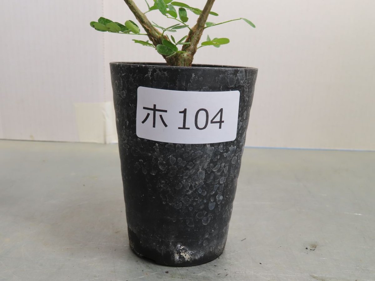 メリディオナリス センナ meridionalis Senna ⁄ ノ3615 「実生株