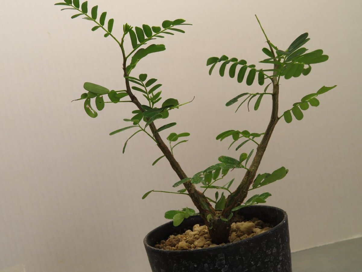メリディオナリス センナ meridionalis Senna ⁄ ノ3615 「実生株