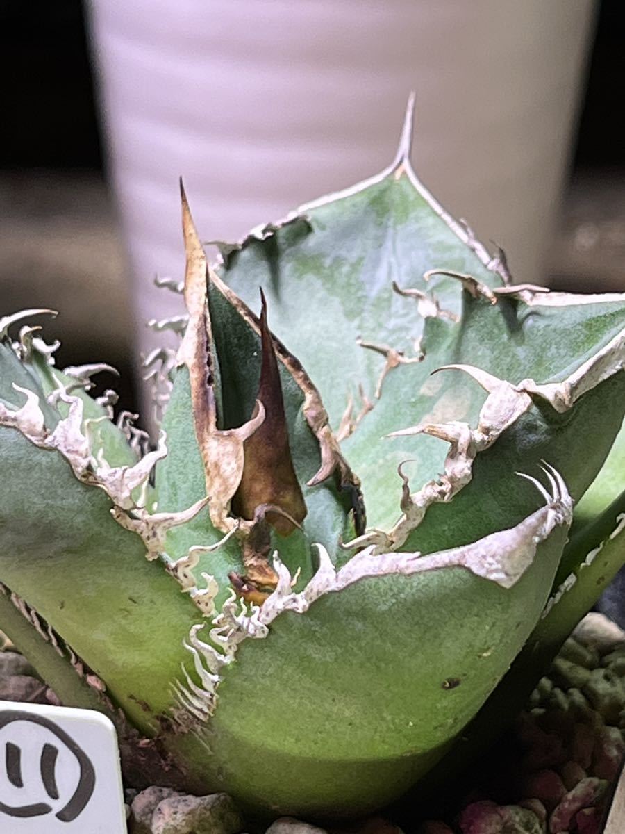 agave-isthmensis-kabutogani-v0-xoga76z07n4h1