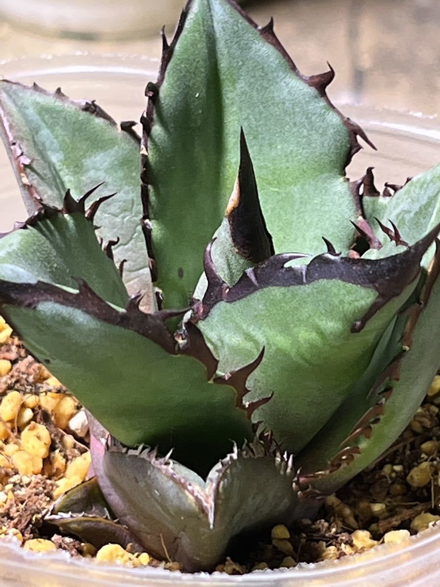 agave-isthmensis-kabutogani-v0-xoga76z07n4h1