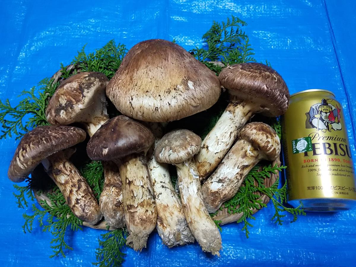 国産松茸 徳島県産 240g マツタケ 松茸 極上 国産 特大 天然 公式通販 