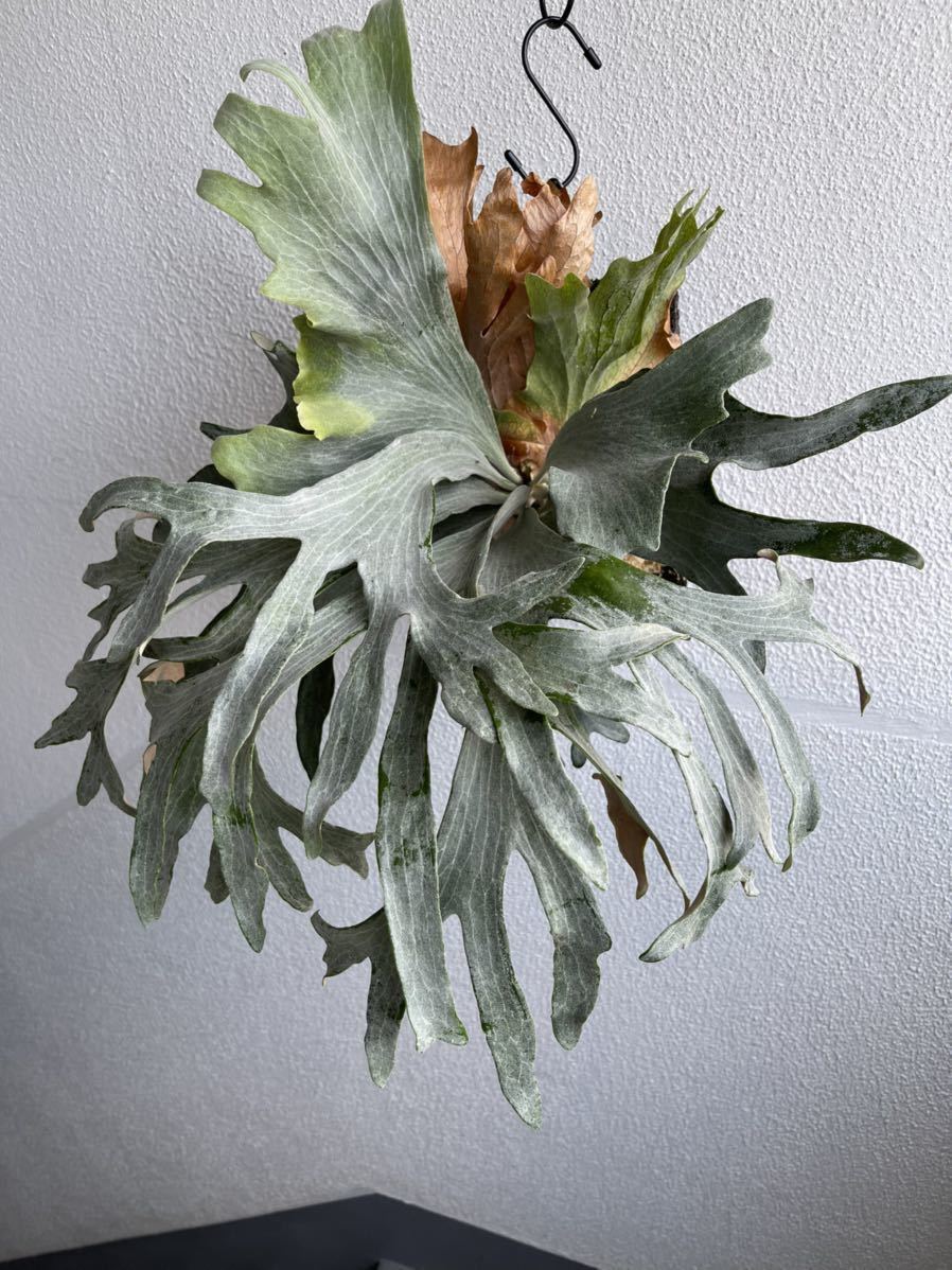 Platycerium.sp【majus mix】マジュスポ ビカクシダ 【100%新品
