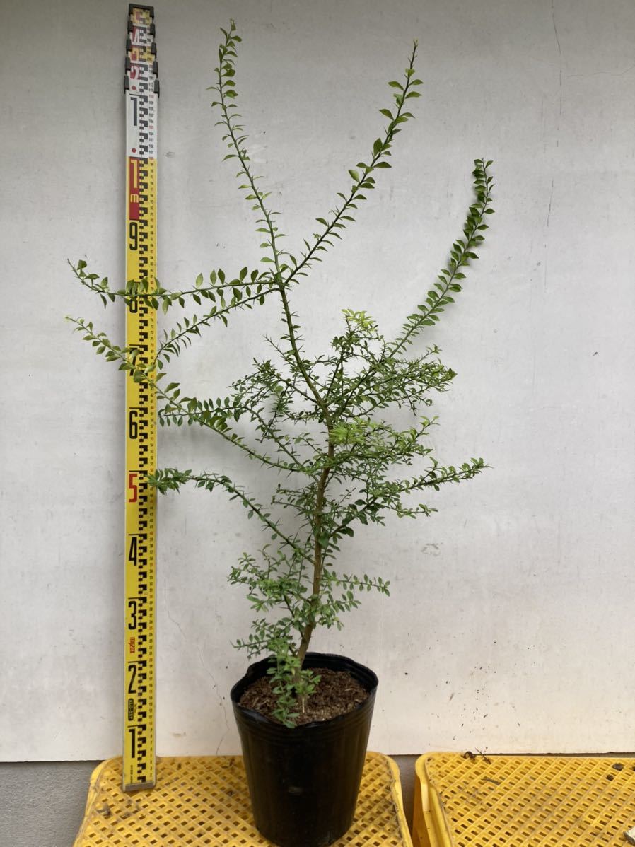 接木 フィンガーライム ロサアイス 品種確認済み(植木、庭木)｜売買 