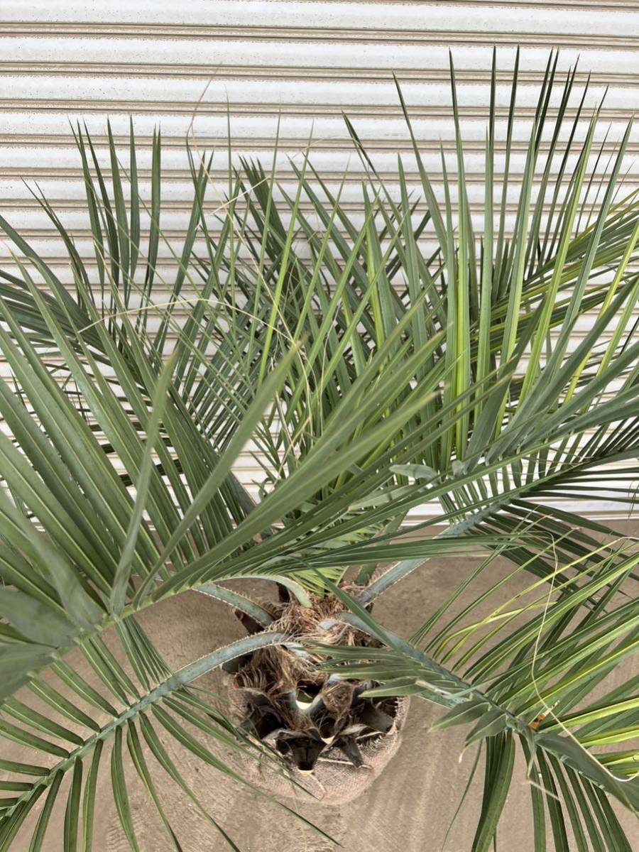 ココスヤシ 形状良 幹極太 ヤシの木 ヤシ 庭木 植木 庭 シンボルツリー 