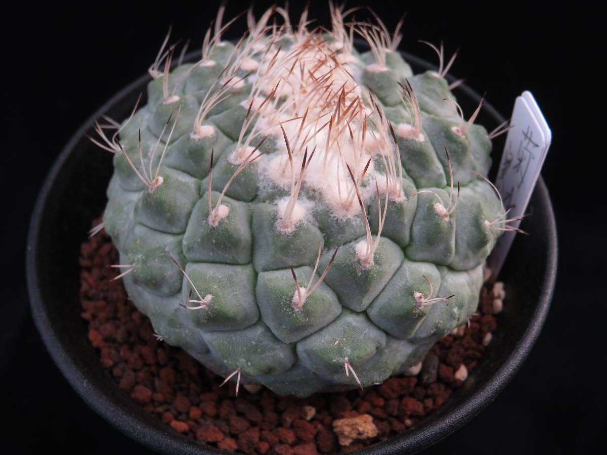 14．菊水綴化 サボテン 多肉植物 【公式通販】