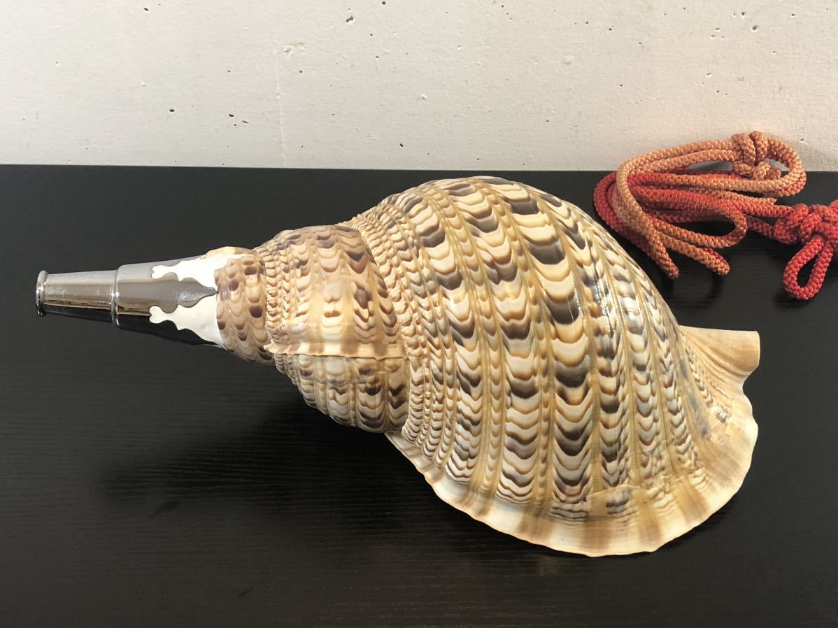 法螺貝 天然 笛 置物 ホラ貝 楽器 ほら貝34cm 法螺貝 天然 笛 置物 ホラ貝 楽器 ほら貝34cm ほら貝 笛の通販
