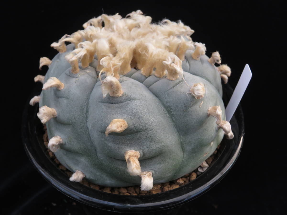 57.HO大型烏羽玉 サボテン 多肉植物 サボテン