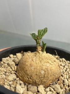 Adenia ovataのYahoo!オークション(旧ヤフオク!)の相場・価格を見る
