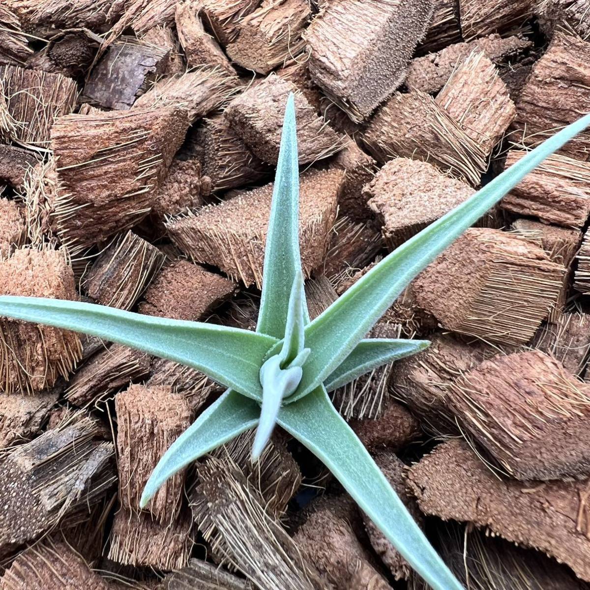 Tillandsia streptocarpa 