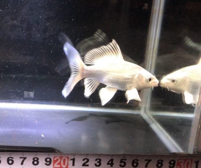 【品質保証，定番人気】 獅子頭 ヒレナガゴイ ショートから産まれた子⑧ 12センチ程 プラチナ(錦鯉)｜売買されたオークション情報、yahooの商品情報をアーカイブ公開 - オークファン 錦鯉