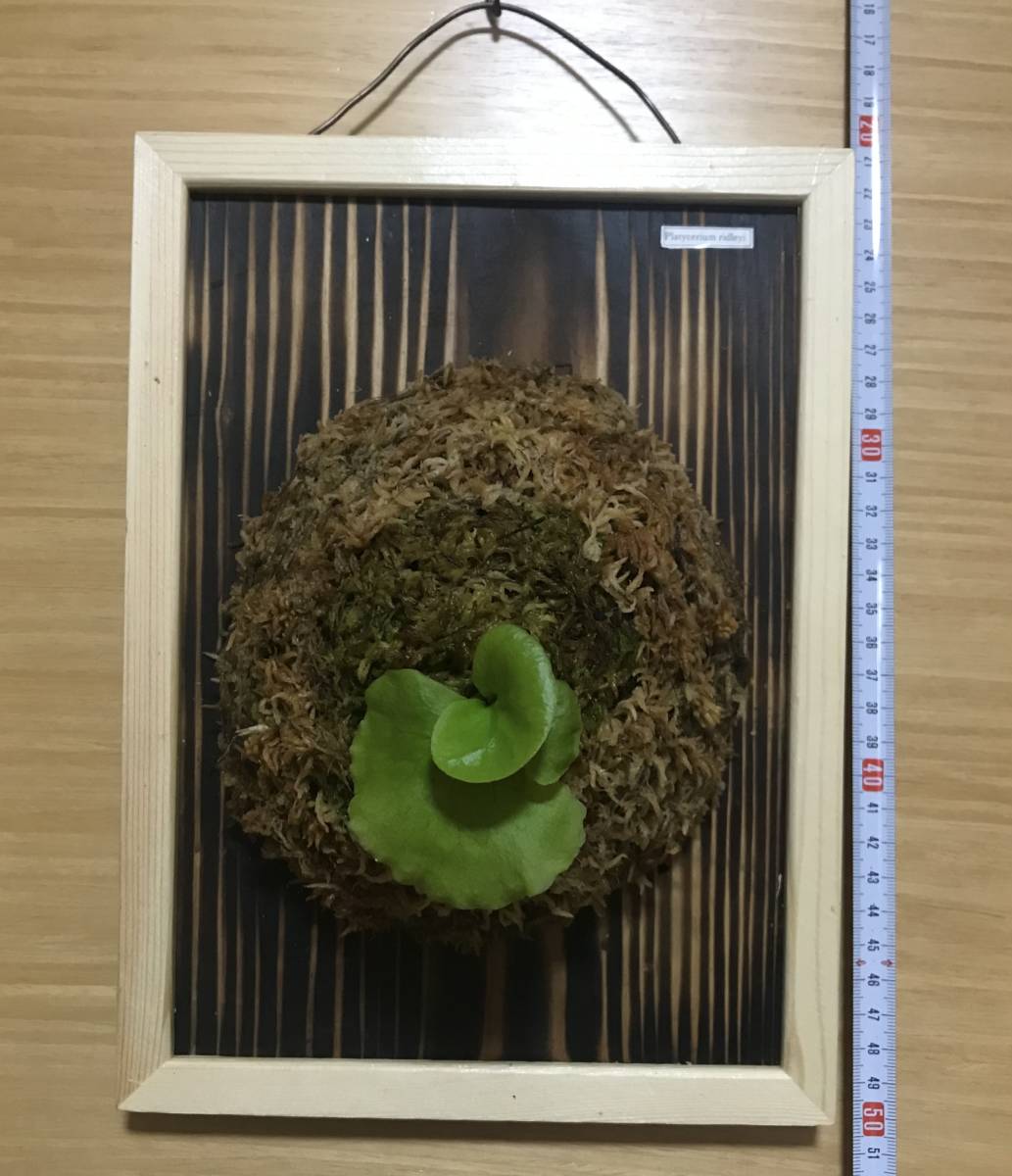 ビカクシダ - リドレイの胞子培養のやり方｜播種から板付けまでの
