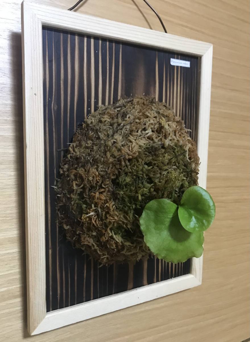 ビカクシダ - リドレイの胞子培養のやり方｜播種から板付けまでの