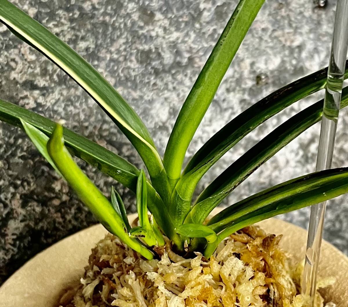 富貴蘭 - BOTANICAL HEARTS 公式通販 山田建国の縞(最上柄!) 翠華殿縞 
