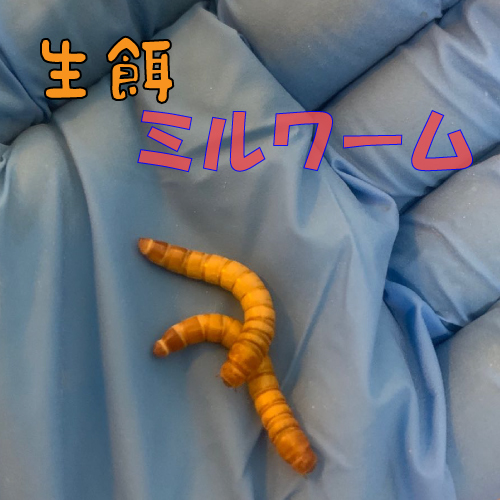 限定SALE，低価 ミルワーム 生餌 生餌ミルワーム 爬虫類 両生類 大型中型魚 小動物用生餌 ペット 大型熱帯魚用 1kg(エサ)｜売買されたオークション情報、yahooの商品情報をアーカイブ公開 - オークファン エサ