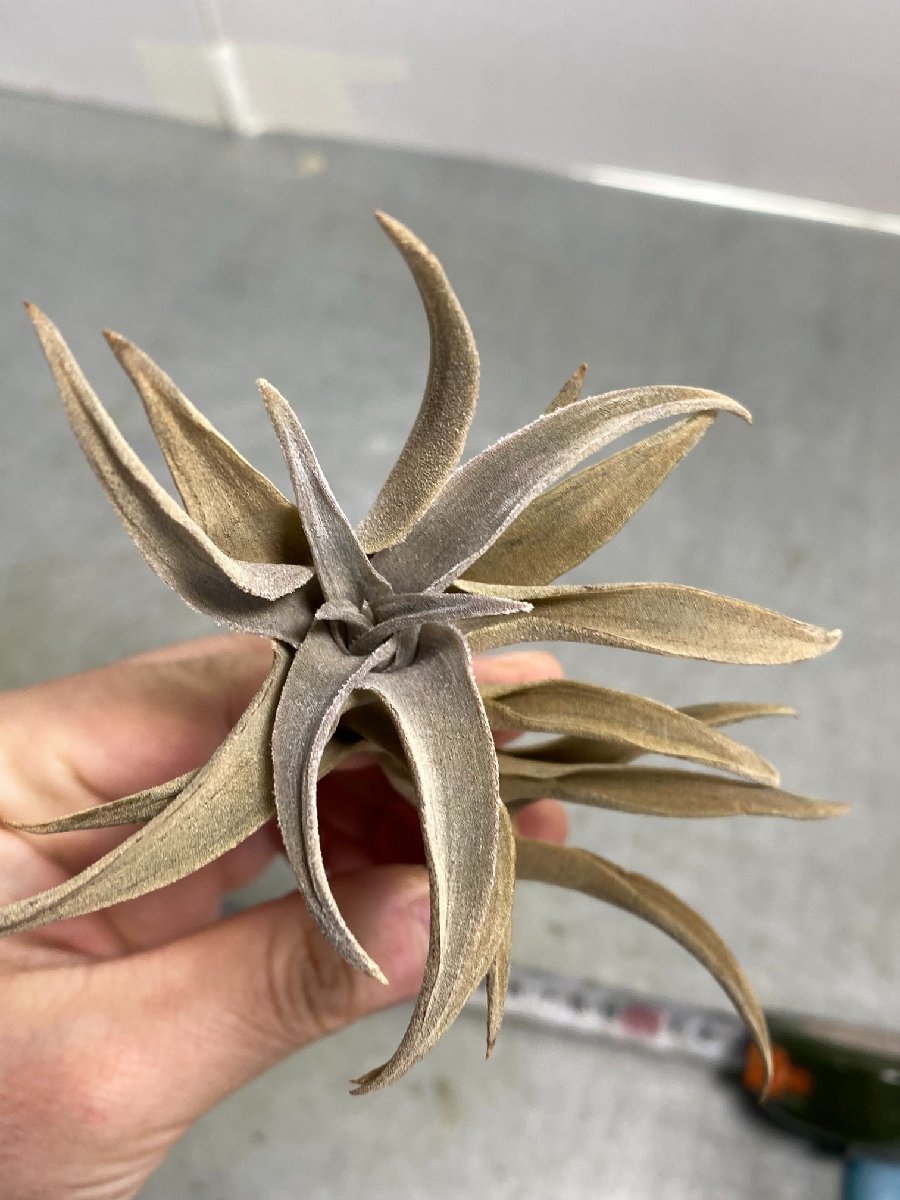 ヤ1698 「エアプランツ」tillandsia latifolia type1 抜き苗【11/10