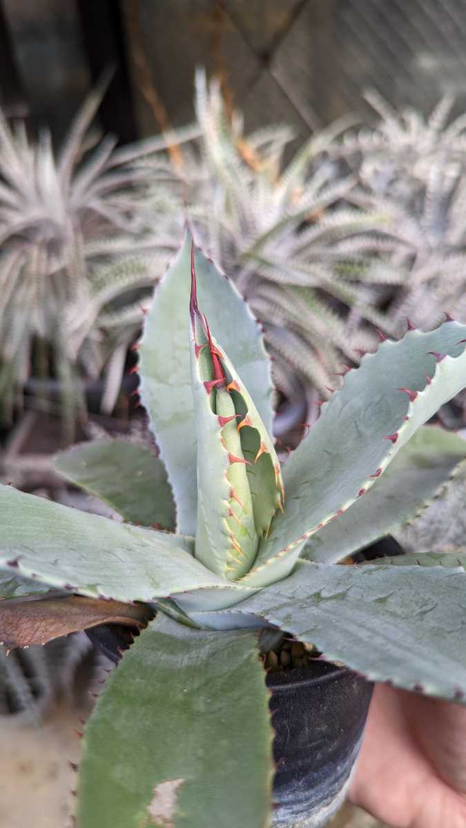 anthurium pterodactyl Buy Anthurium Pterodactyl Variegated