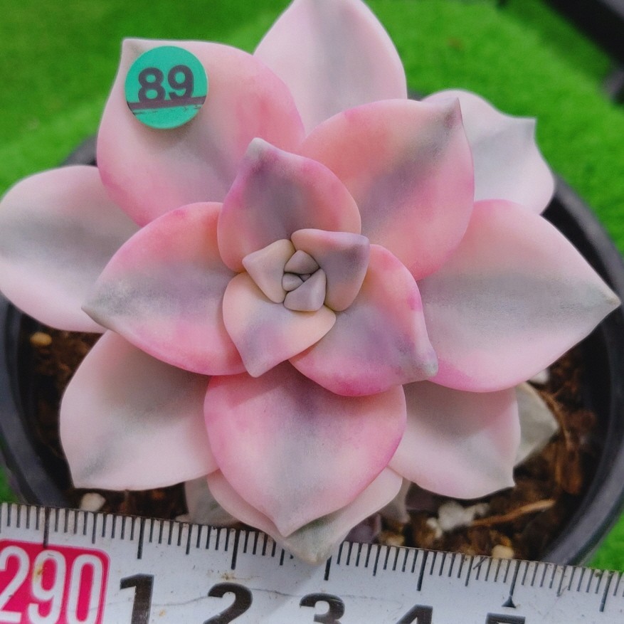 1116-G189 Purple Delight(錦) エケベリア 多肉植物 韓国苗
