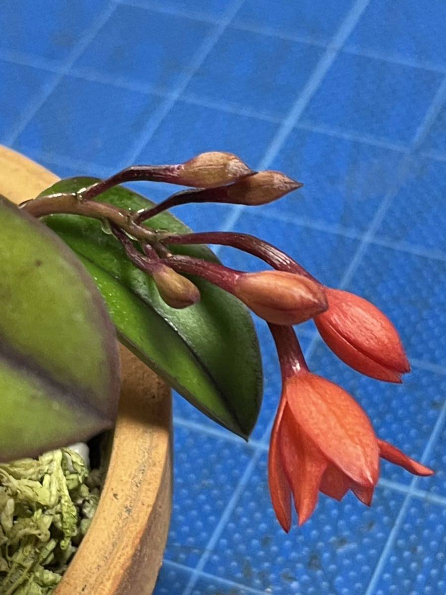 カトレア 洋蘭原種 カトレア C (S) cerunua セルヌア Cattleya 洋蘭