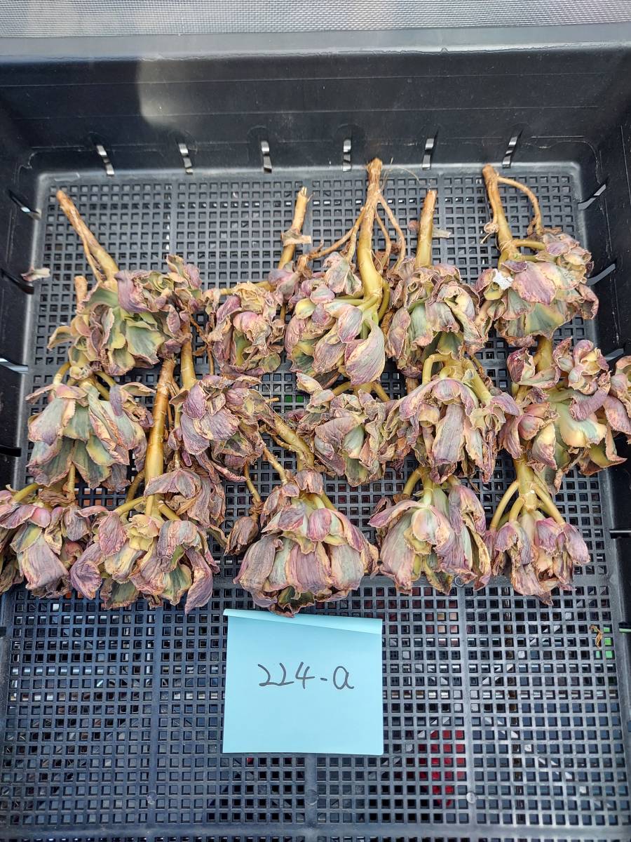 アエオニウム 多肉植物専門店 91#多肉植物アエオニウム錦❤️ | RuPo