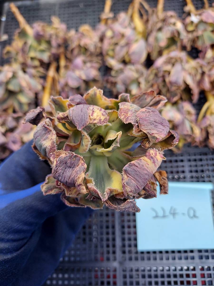 アエオニウム 多肉植物専門店 91#多肉植物アエオニウム錦❤️ | RuPo