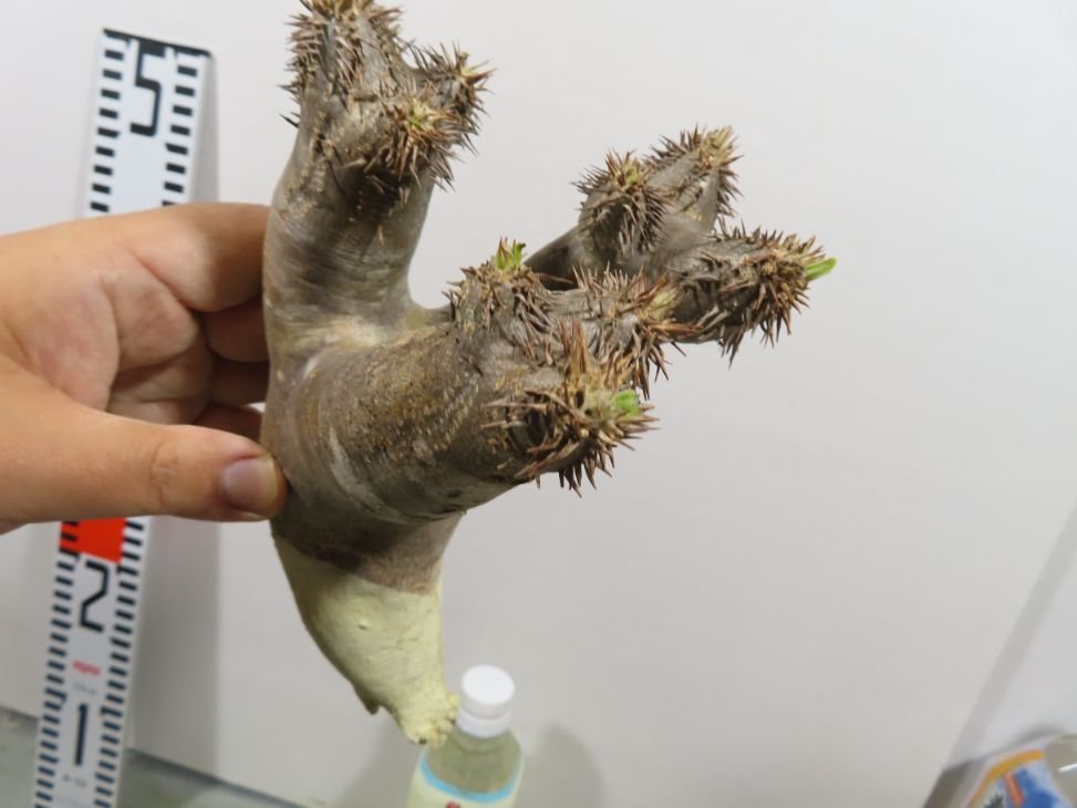  ラ217 現地株 パキポディウム ブレビカリックス 抜き苗 /最新到着 マダガスカル Pachypodium brevicalyx 塊根植物(その他)｜売買されたオークション情報、yahooの商品情報をアーカイブ公開 - オーク その他