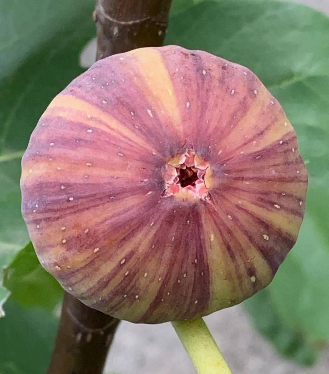 22-153 Coll de Dama Mutant ( CDDM )（コル デ ダマ ミュータント