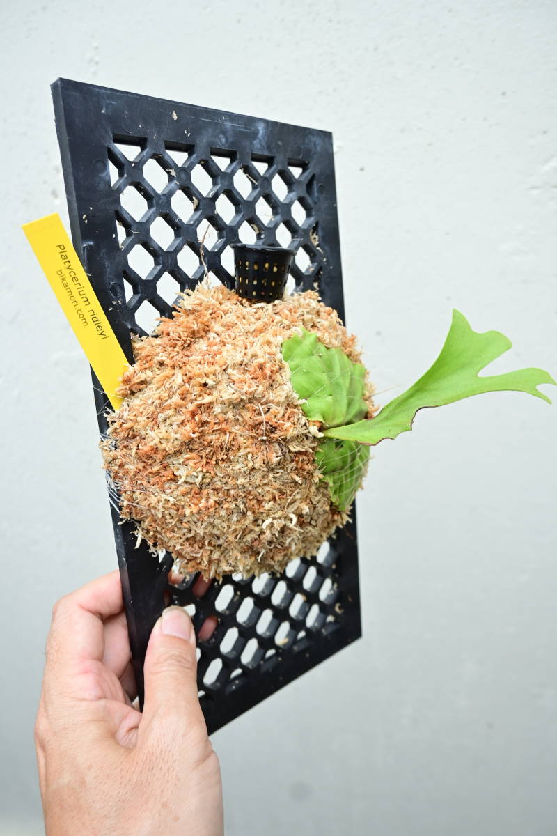 P.ridleyi⑥　 @bikamori.com ビカクシダ　リドレイ