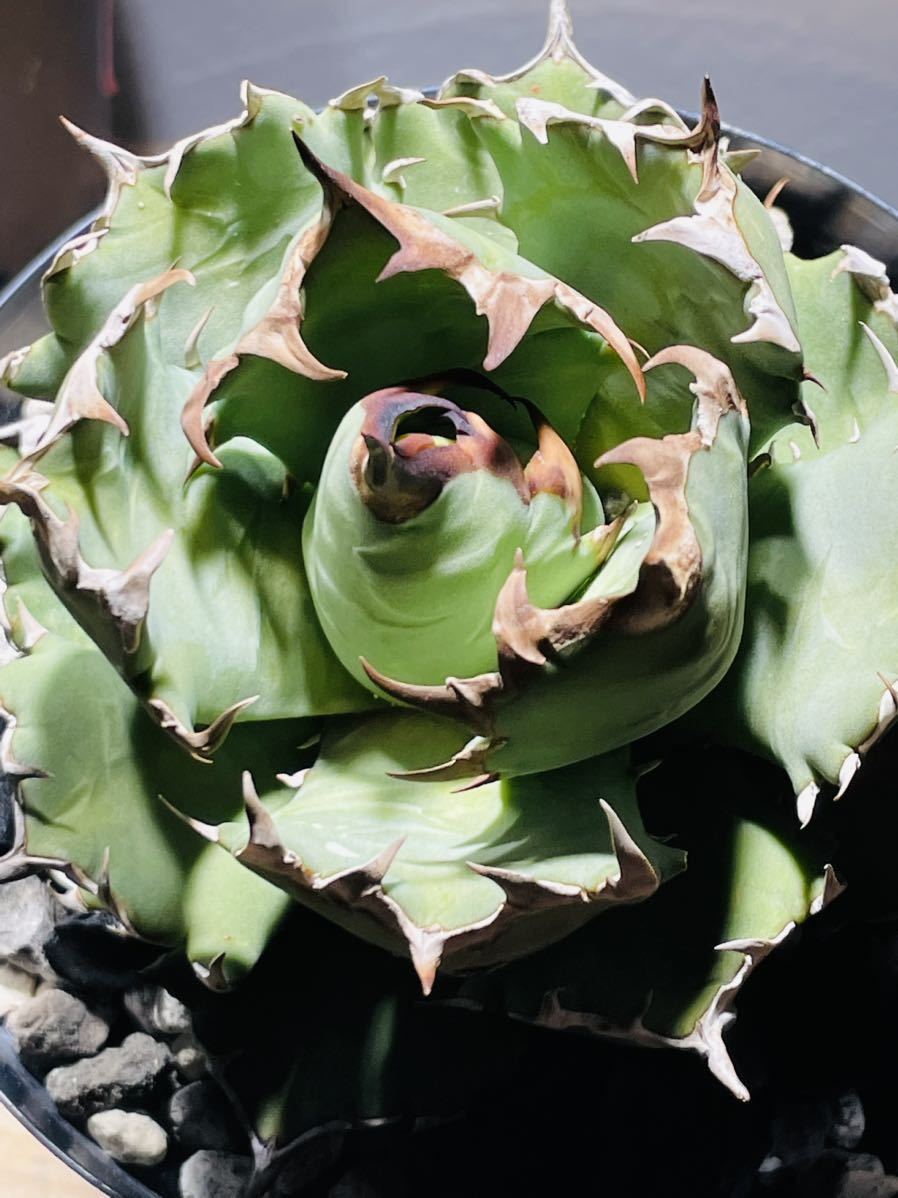 チタノタ AGAVE TITANOTA 姫厳龍 良株 【公式通販】