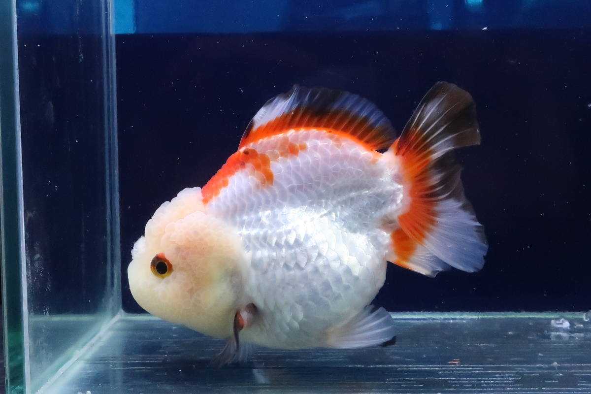 49＜water-flap＞タイ産　オランダシシガシラ　ショートテール