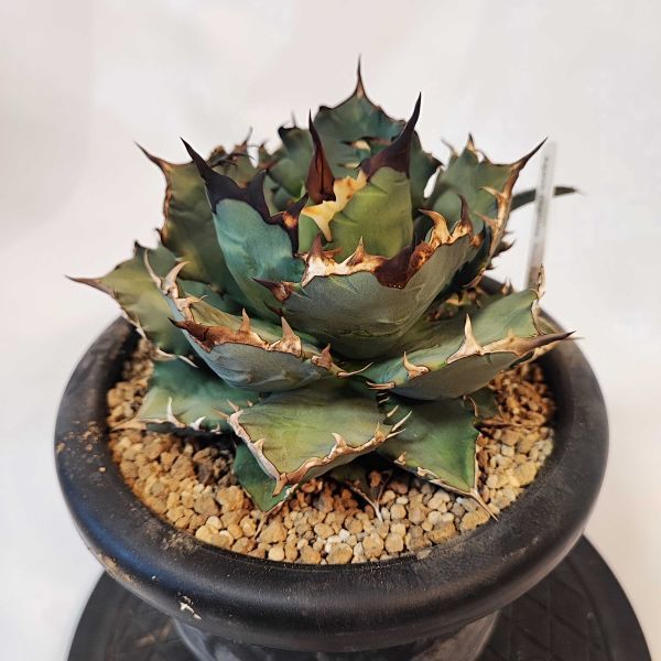 観葉植物 牛魔王！agave titanota 発根済 アガベ チタノタ 子株
