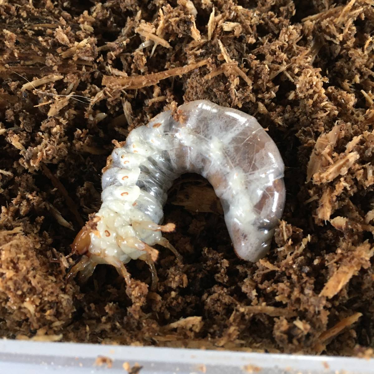 エラフスホソアカクワガタ 幼虫5頭セット①(外国産)｜売買された 