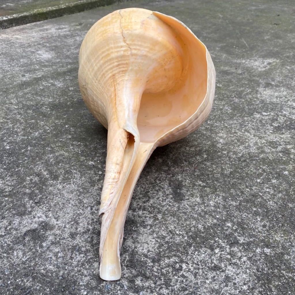 アラフラオオニシ 置物 超特大54cm 世界最大級 法螺貝 修験道 山伏