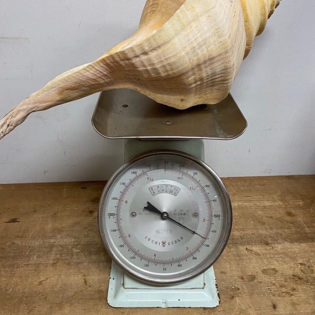 アラフラオオニシ 置物 超特大54cm 世界最大級 法螺貝 修験道 山伏