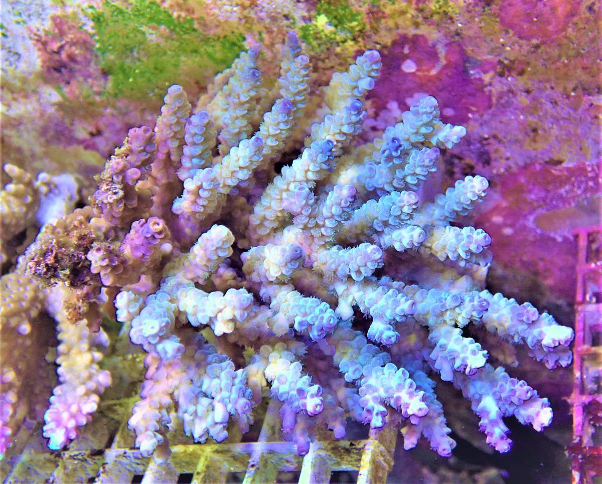 Coral Sea Japan 八重山ブランド トゲスギミドリイシ 7 ミドリイシ