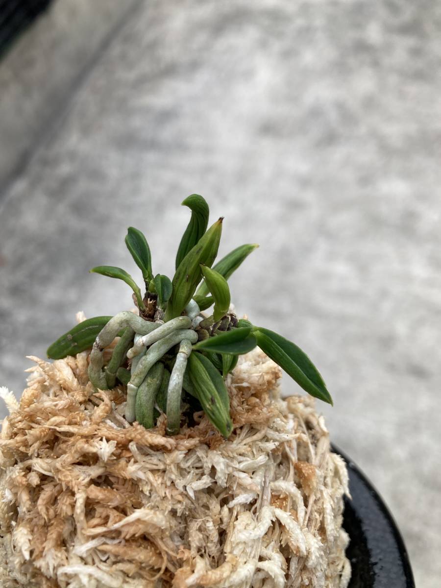 富貴蘭 珍品 破天荒 株立ち 【公式通販】