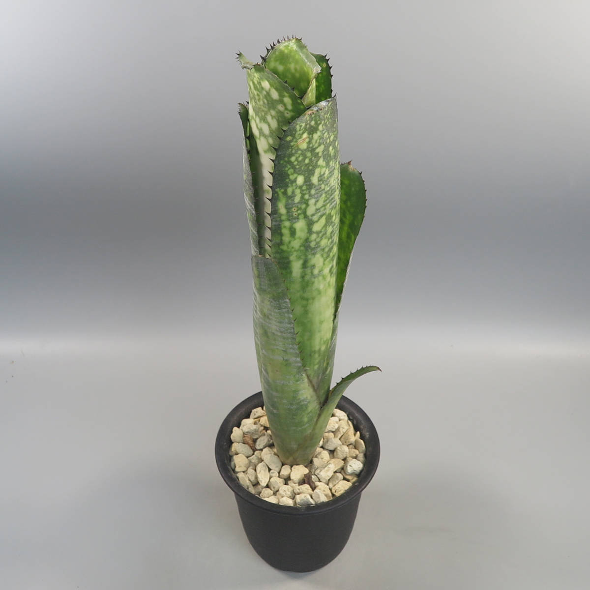 タンクブロメリアの値段と価格推移は 276件の売買情報を集計したタンクブロメリアの価格や価値の推移データを公開