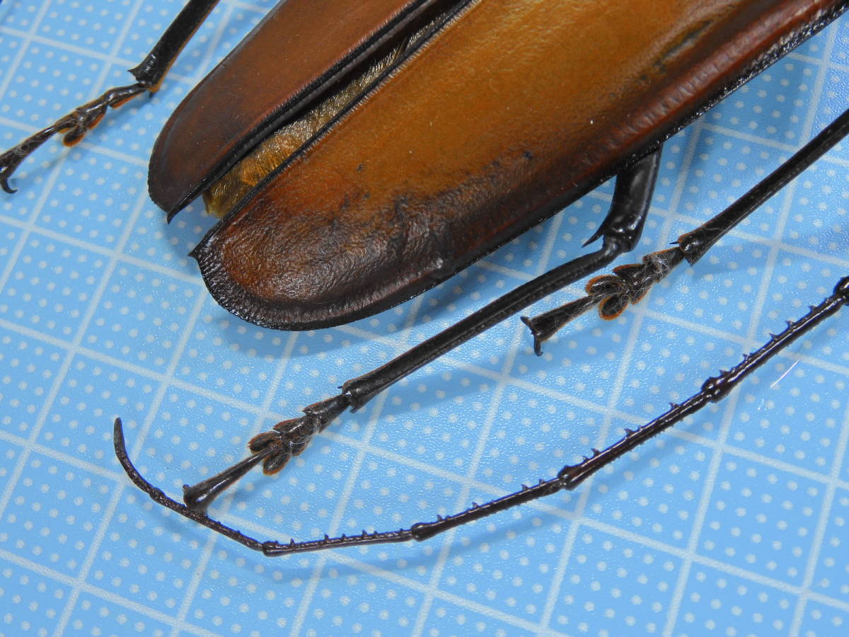 ペルー産トゲムネカミキリ 121mm