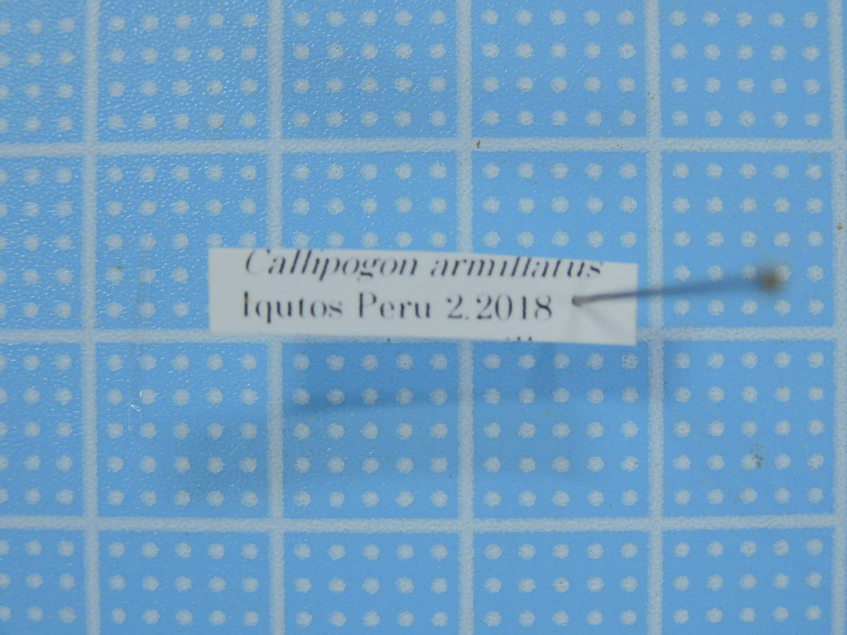 ペルー産 トゲムネキバカミキリ Callipogon armillatus 121mm(虫類