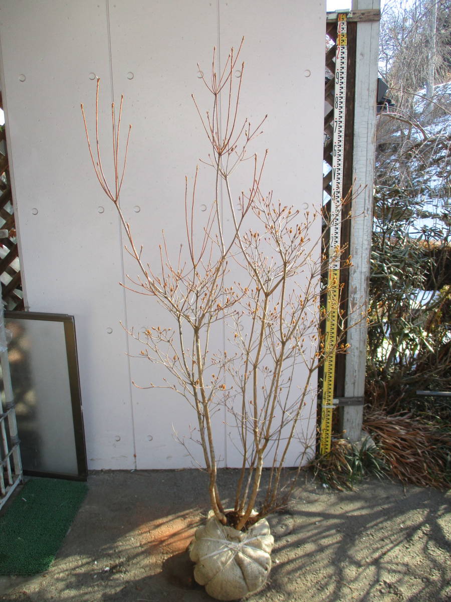 生産者直売！　◆コバノミツバツツジ◆　樹高1.7ｍ　株立ち　花芽多数！