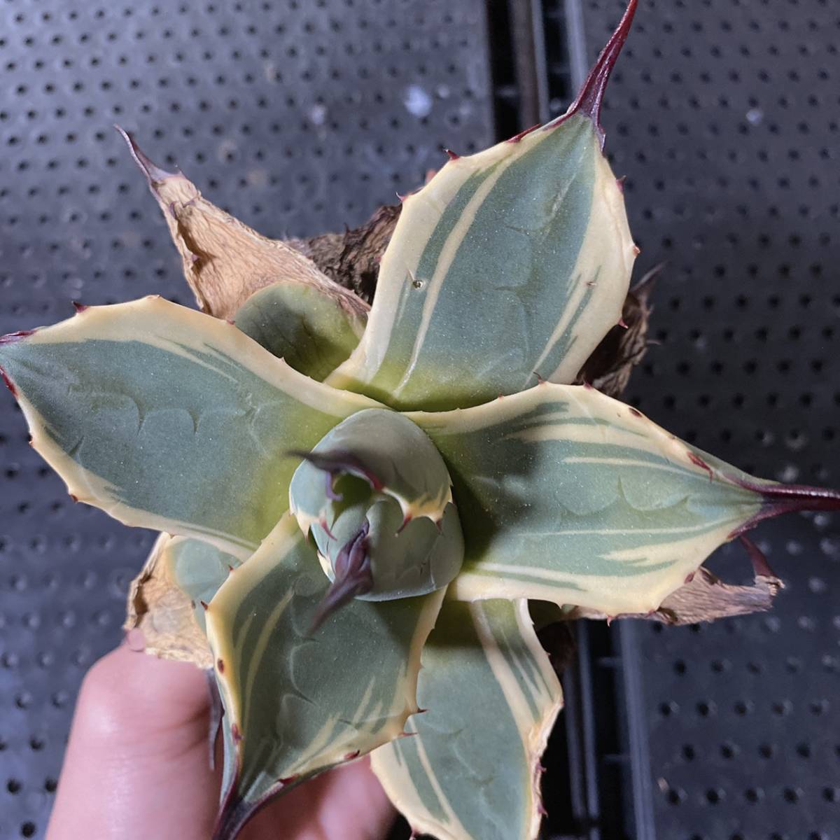 M1226-7. アガベ クリームスパイク 1株 多肉植物：アガベ 【公式通販】