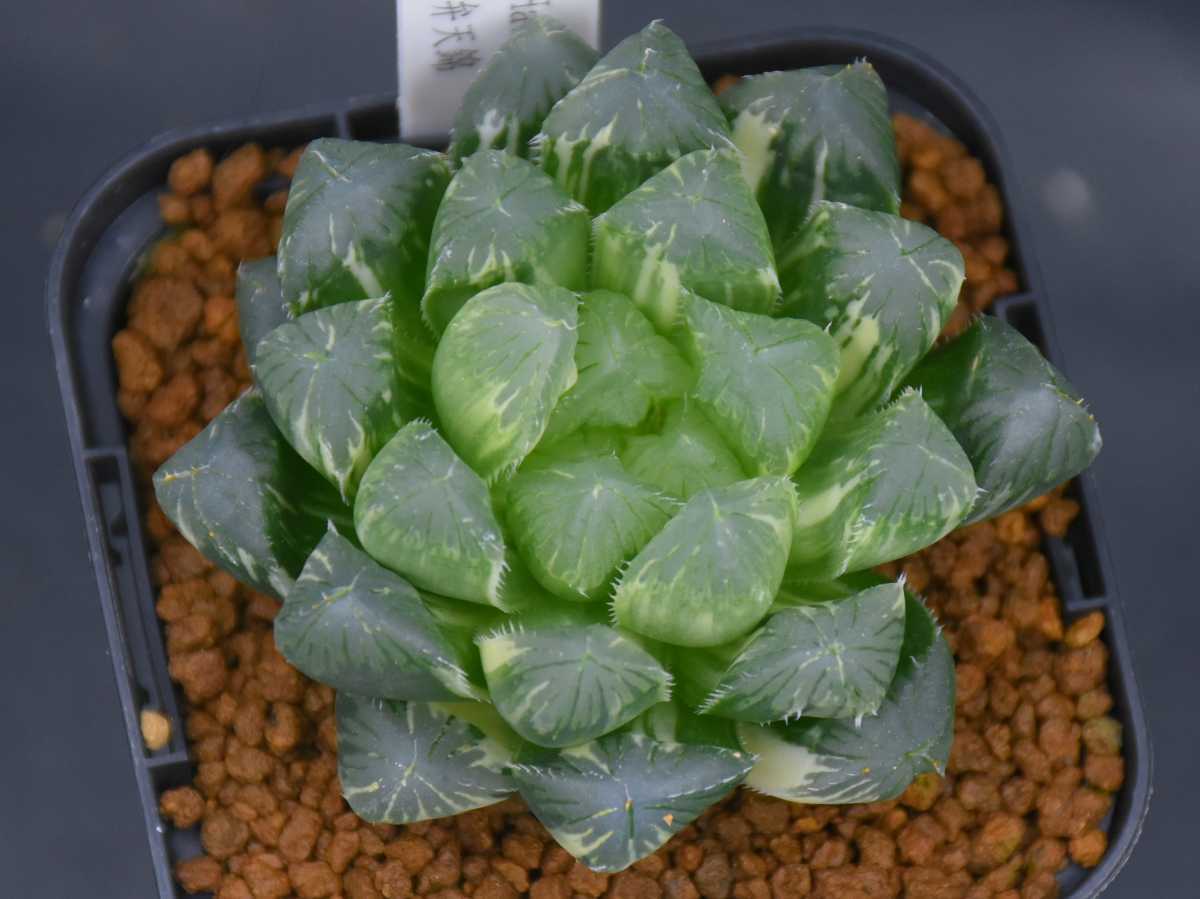 『BP』ハオルチア オブツーサ錦 弁天錦