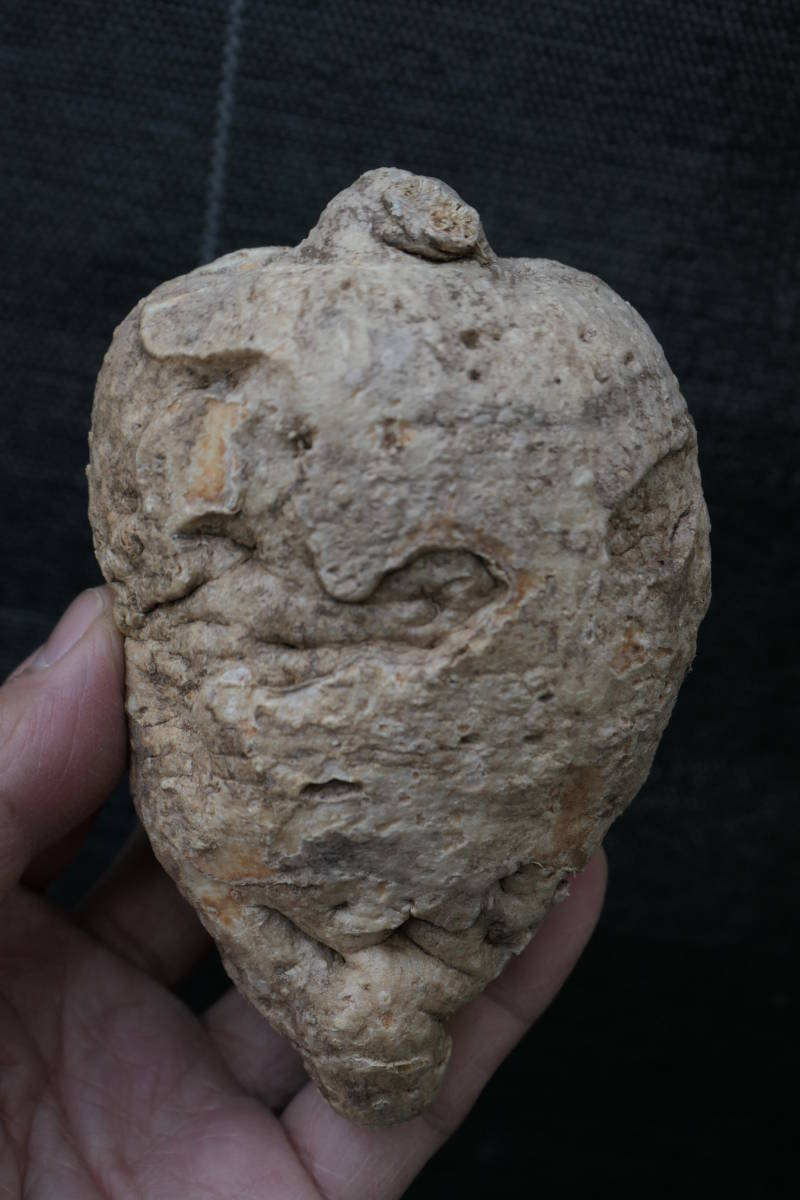 （◎＿◎；）★Adenia penangiana★アデニア・ペナンギアナ★タイ産★★★