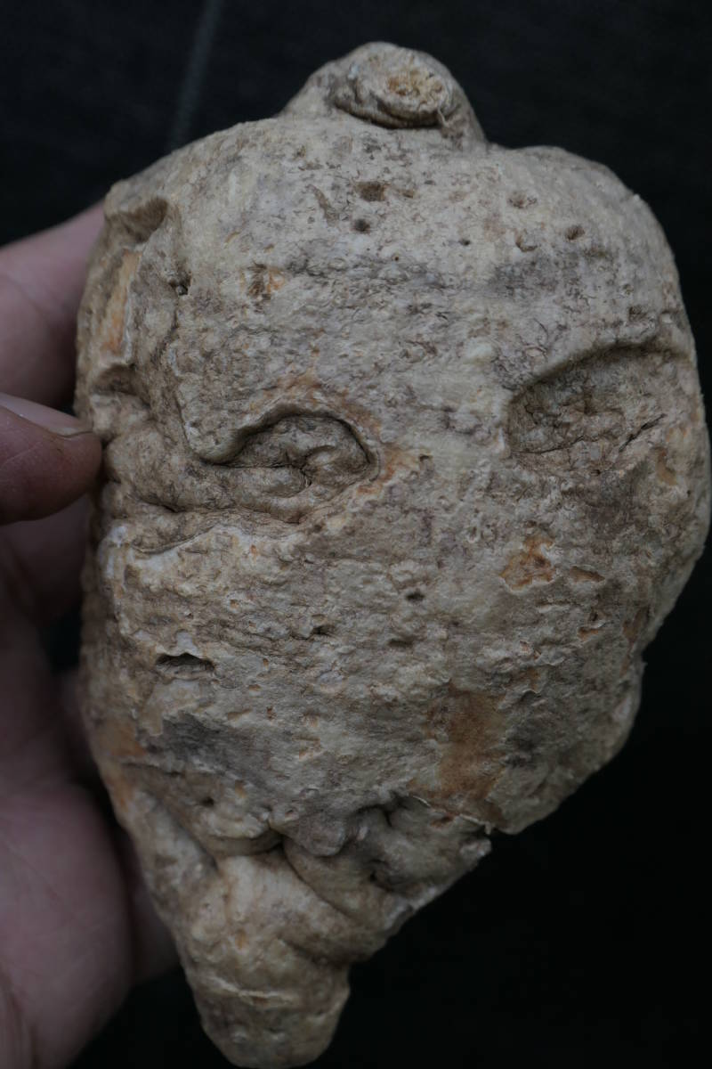 （◎＿◎；）★Adenia penangiana★アデニア・ペナンギアナ★タイ産★★★