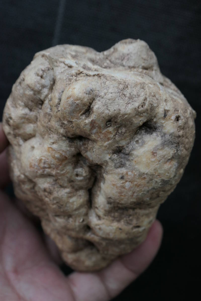 （◎＿◎；）★Adenia penangiana★アデニア・ペナンギアナ★タイ産★★★