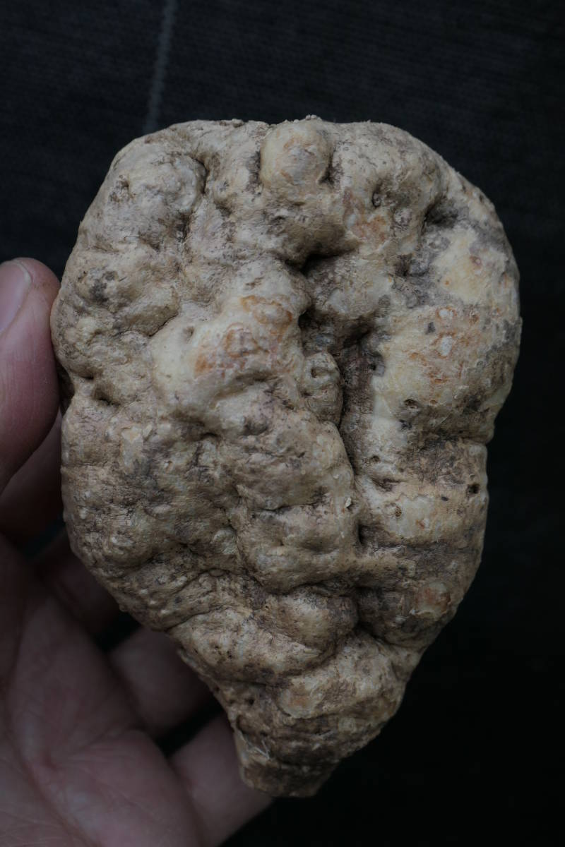 （◎＿◎；）★Adenia penangiana★アデニア・ペナンギアナ★タイ産★★★