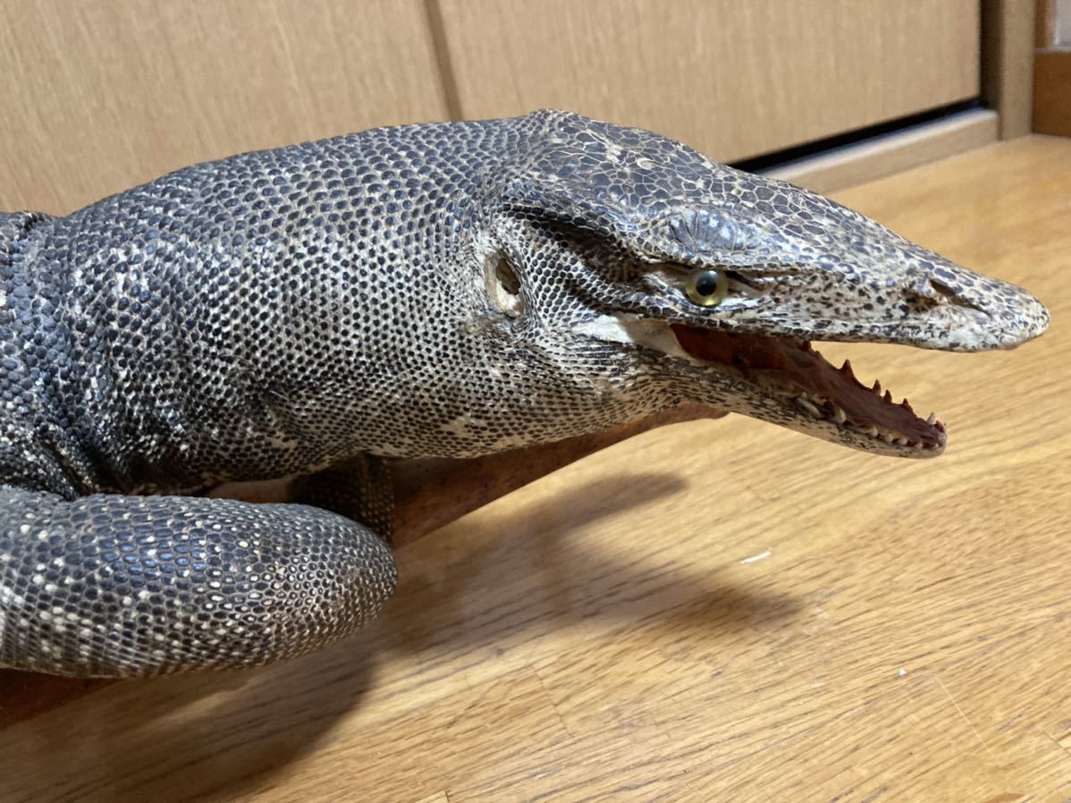トカゲ オオトカゲ 剥製 はく製 置物 当時物(科学、自然)|売買された トカゲ オオトカゲ 剥製 はく製 置物 当時物(科学、自然)|売買された